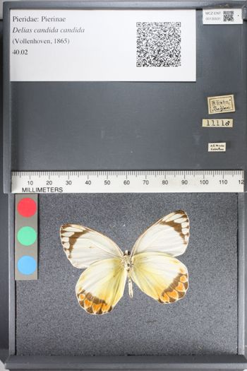 Media type: image;   Entomology 130531